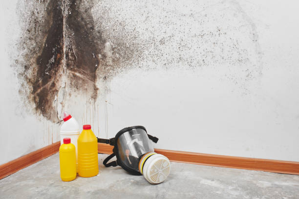 Best Attic Mold Removal  in Old Bethpage, NY