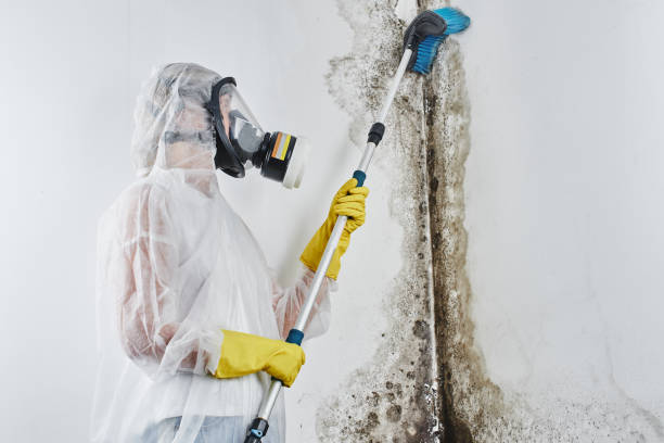 Old Bethpage, NY Mold Removal Company