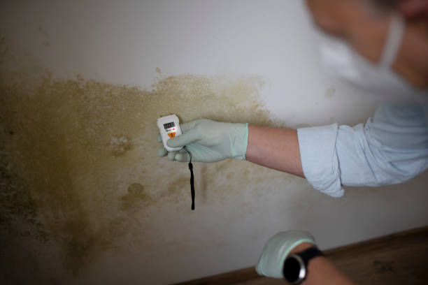 Best Mold Cleaning Services  in Old Bethpage, NY