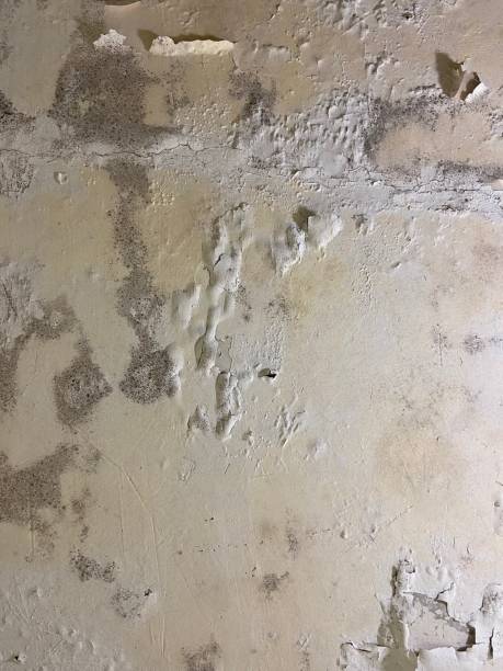Best Mold Remediation  in Old Bethpage, NY
