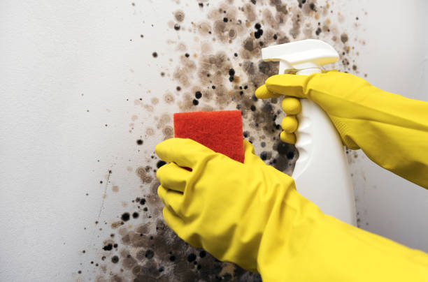 Best Toxic Mold Removal  in Old Bethpage, NY