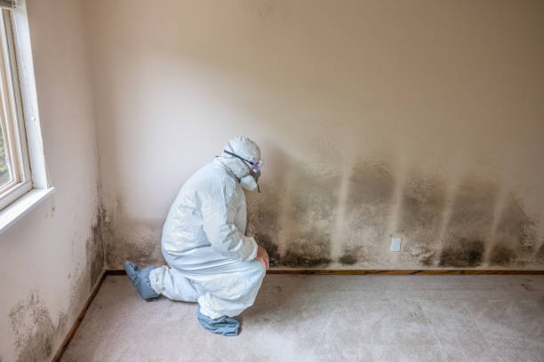 Best Black Mold Removal  in Old Bethpage, NY