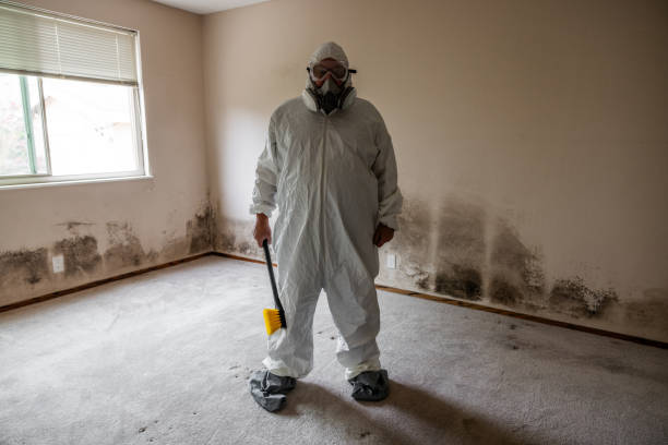 Best Local Mold Removal Service  in Old Bethpage, NY
