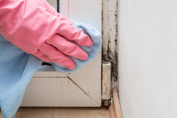 Best Mold Damage Repair  in Old Bethpage, NY